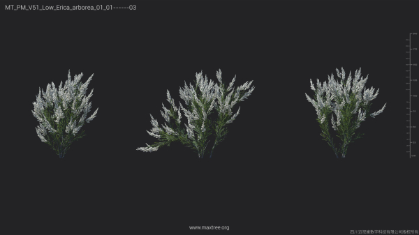 Maxtree Plant Models Vol 51 Low Poly - Mesh