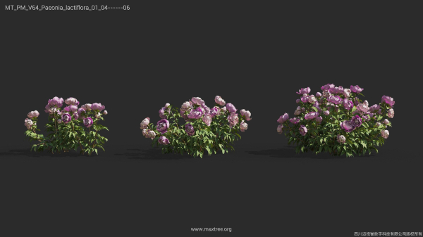 Maxtree Plant Models Vol 64 - Mesh