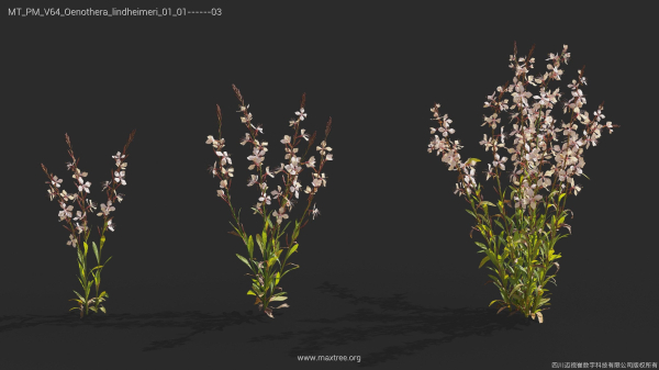Maxtree Plant Models Vol 64 - Mesh