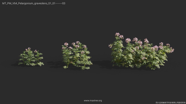Maxtree Plant Models Vol 64 - Mesh