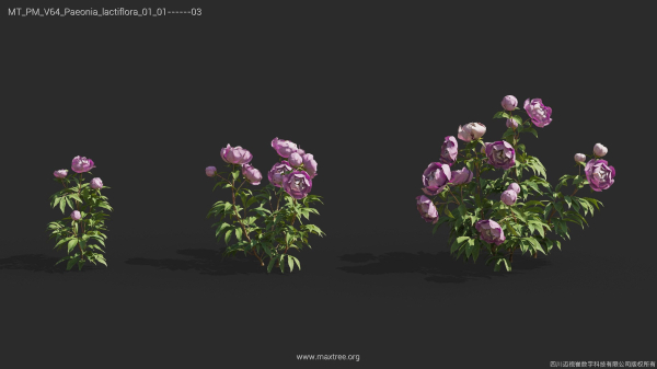 Maxtree Plant Models Vol 64 - Mesh