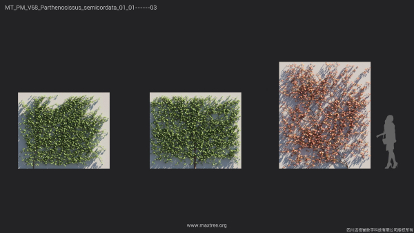 Maxtree Plant Models Vol 68 - Mesh