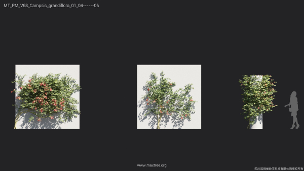 Maxtree Plant Models Vol 68 - Mesh