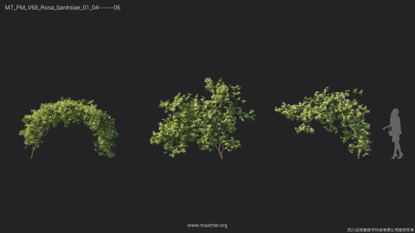 Maxtree Plant Models Vol 68 - Mesh