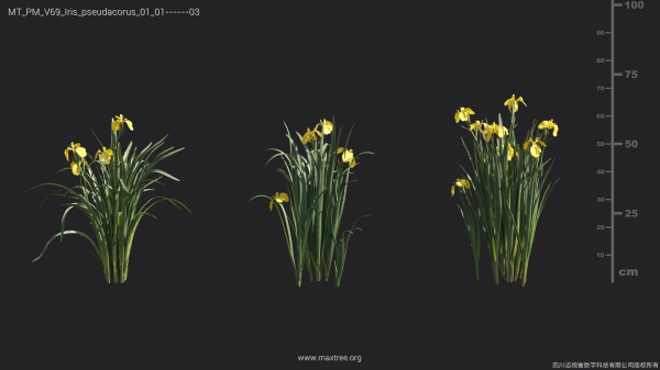Maxtree Plant Models Vol 69 - Mesh