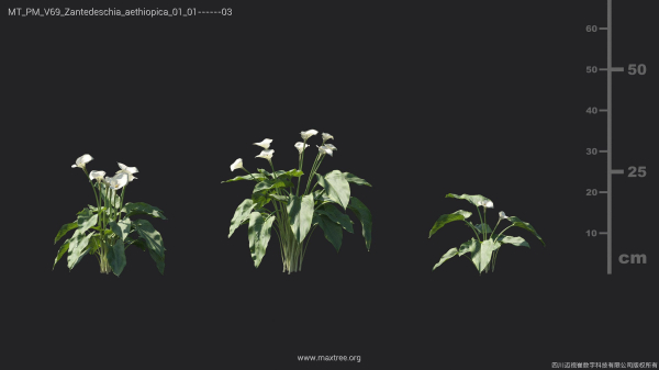 Maxtree Plant Models Vol 69 - Mesh