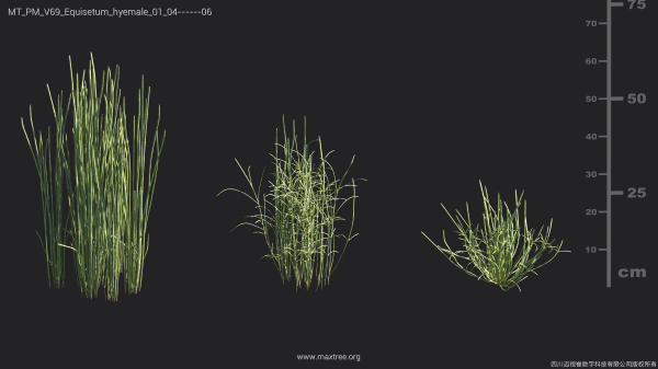 Maxtree Plant Models Vol 69 - Mesh