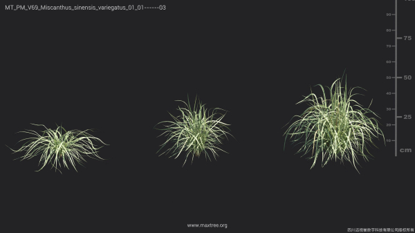 Maxtree Plant Models Vol 69 - Mesh