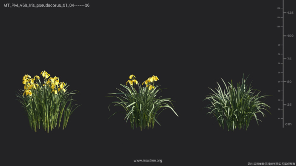 Maxtree Plant Models Vol 69 - Mesh