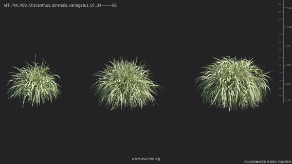 Maxtree Plant Models Vol 69 - Mesh