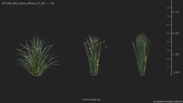 Maxtree Plant Models Vol 69 - Mesh