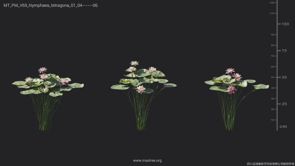 Maxtree Plant Models Vol 69 - Mesh