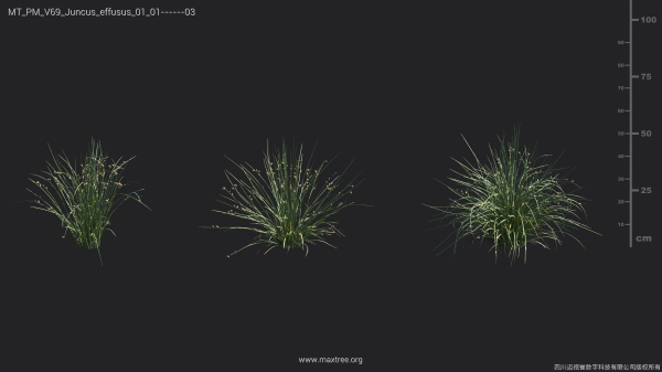 Maxtree Plant Models Vol 69 - Mesh