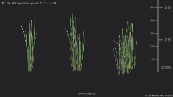 Maxtree Plant Models Vol 69 - Mesh