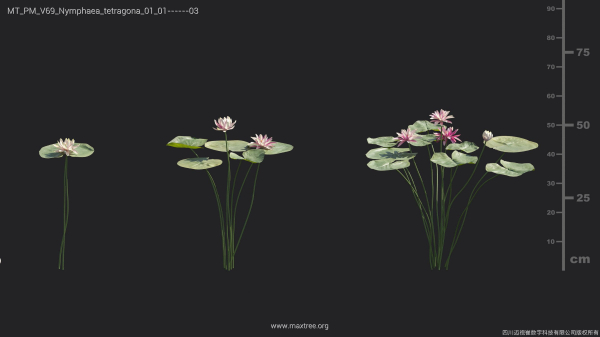 Maxtree Plant Models Vol 69 - Mesh