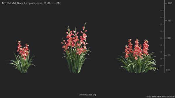 Maxtree Plant Models Vol 69 - Mesh