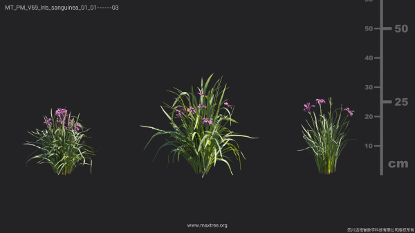 Maxtree Plant Models Vol 69 - Mesh