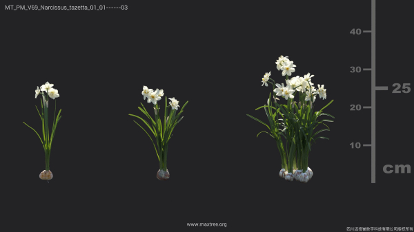 Maxtree Plant Models Vol 69 - Mesh