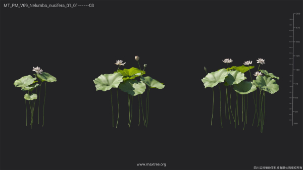 Maxtree Plant Models Vol 69 - Mesh