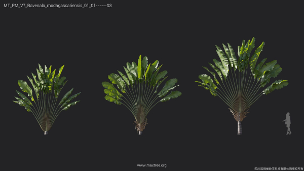 Maxtree Plant Models Vol 7 - Mesh