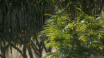 Maxtree Plant Models Vol 7 - Mesh