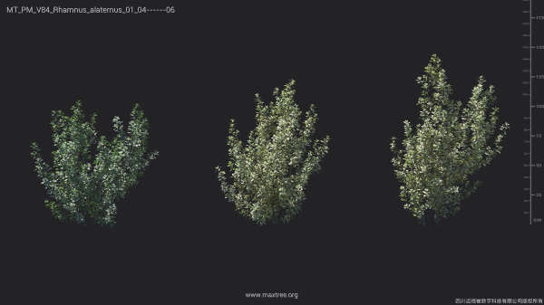 Maxtree Plant Models Vol 84 - Mesh