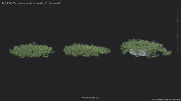 Maxtree Plant Models Vol 84 - Mesh