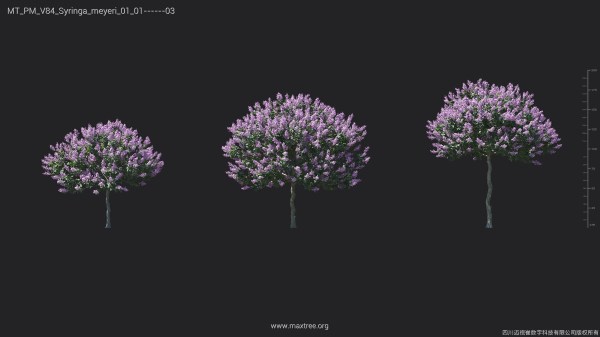 Maxtree Plant Models Vol 84 - Mesh