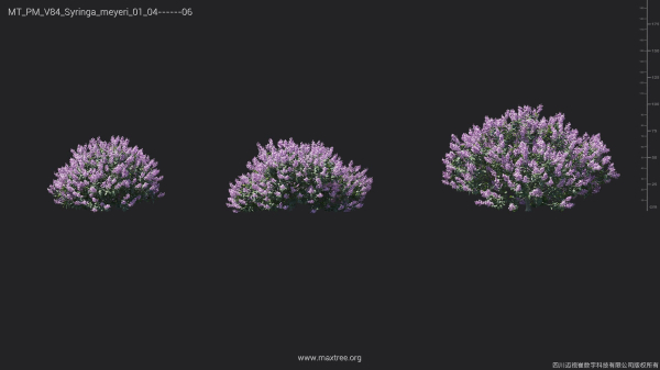 Maxtree Plant Models Vol 84 - Mesh