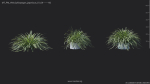 Maxtree Plant Models Vol 84 - Mesh