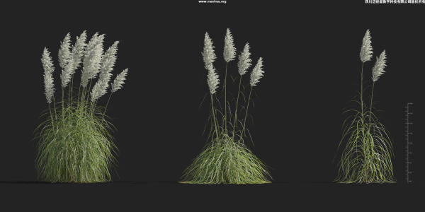 Maxtree Plant Models Vol 9 - Mesh