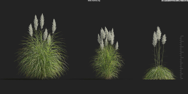 Maxtree Plant Models Vol 9 - Mesh
