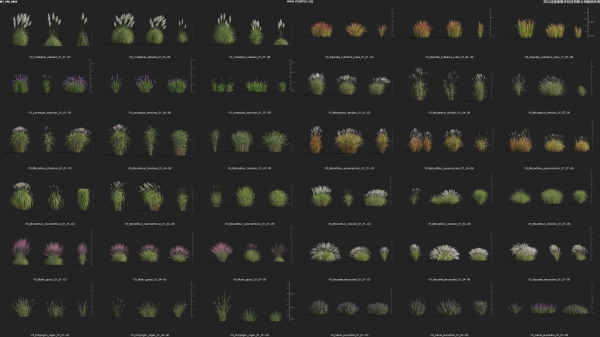 Maxtree Plant Models Vol 9 - Mesh