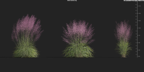 Maxtree Plant Models Vol 9 - Mesh