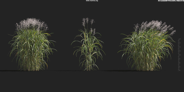 Maxtree Plant Models Vol 9 - Mesh