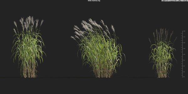 Maxtree Plant Models Vol 9 - Mesh