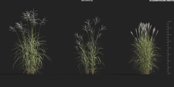 Maxtree Plant Models Vol 9 - Mesh
