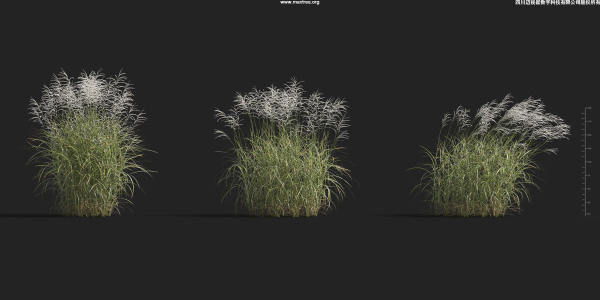 Maxtree Plant Models Vol 9 - Mesh