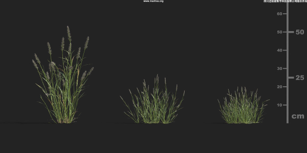 Maxtree Plant Models Vol 9 - Mesh