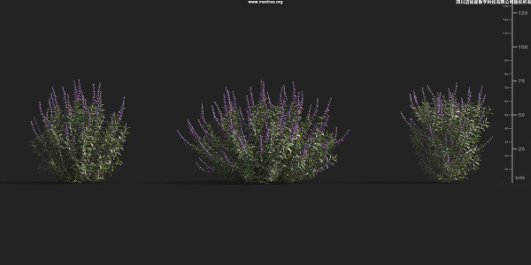 Maxtree Plant Models Vol 9 - Mesh