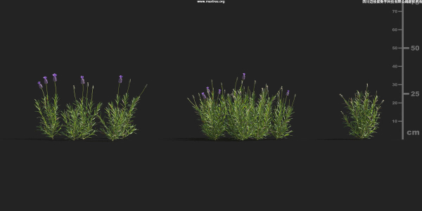 Maxtree Plant Models Vol 9 - Mesh