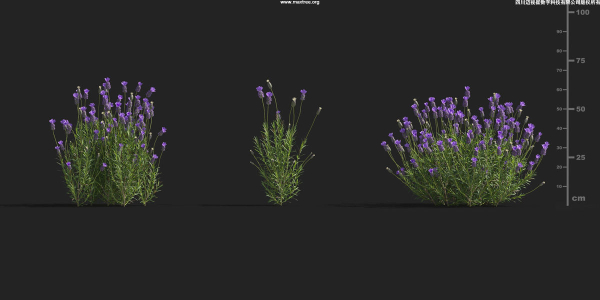 Maxtree Plant Models Vol 9 - Mesh