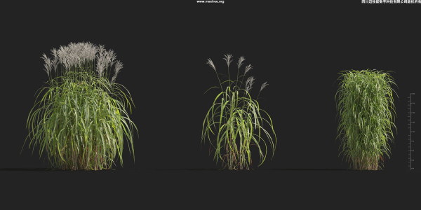 Maxtree Plant Models Vol 9 - Mesh
