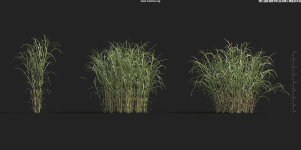 Maxtree Plant Models Vol 9 - Mesh