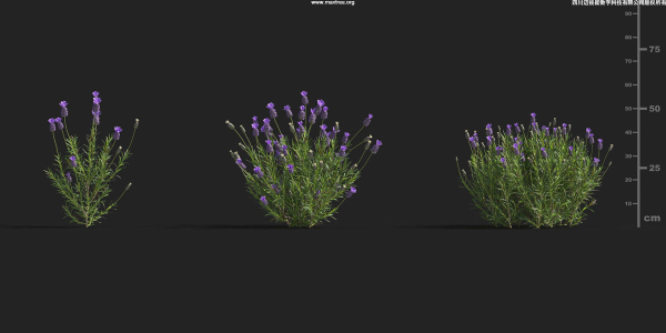 Maxtree Plant Models Vol 9 - Mesh