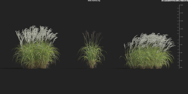 Maxtree Plant Models Vol 9 - Mesh