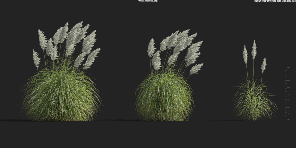 Maxtree Plant Models Vol 9 - Mesh