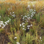 Meadow 10