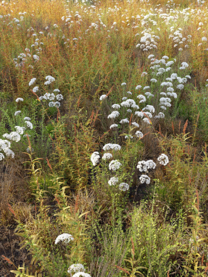 meadow-10-3d-model-max-obj-fbx