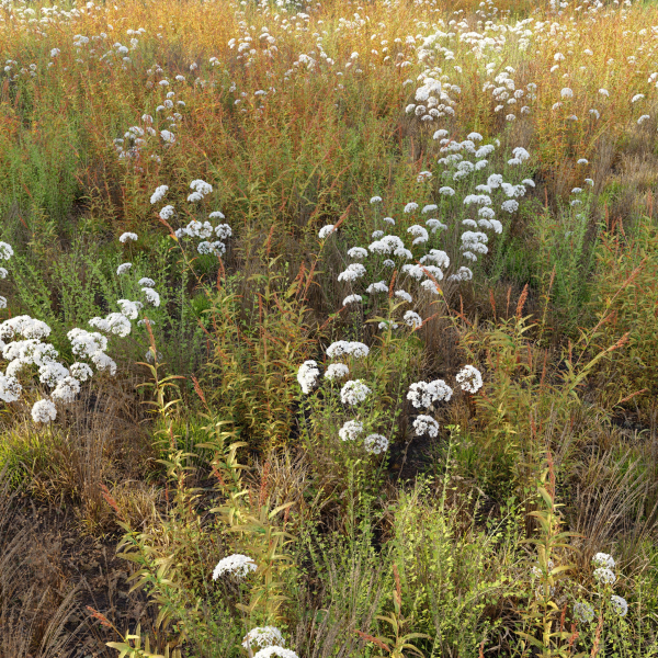 Meadow 10